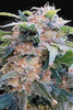 CBDream - Mandala Seeds Shop Paradise Seeds