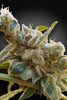 CBDrelax - Mandala Seeds Shop Paradise Seeds