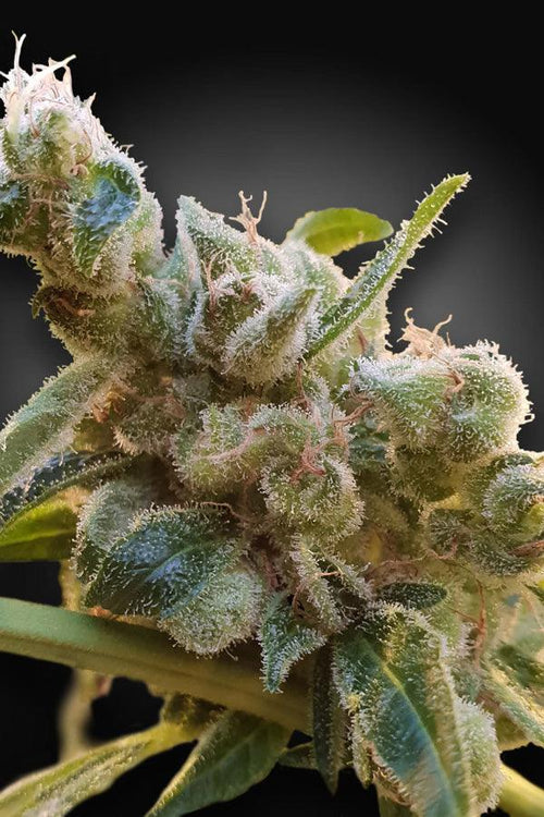 CBDrelax - Mandala Seeds Shop Paradise Seeds