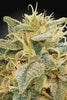 CBDrelief - Mandala Seeds Shop Paradise Seeds