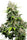 California Indica - Mandala Seeds Shop Sensi Seeds
