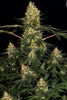 Californian Gold - Mandala Seeds Shop Paradise Seeds