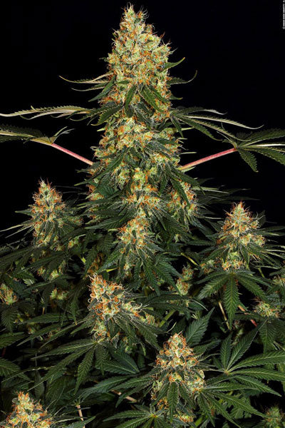 Californian Gold - Mandala Seeds Shop Paradise Seeds