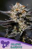 Calypso Sunrocks - Mandala Seeds Shop Anesia