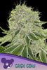 Cash Cow - Mandala Seeds Shop Anesia