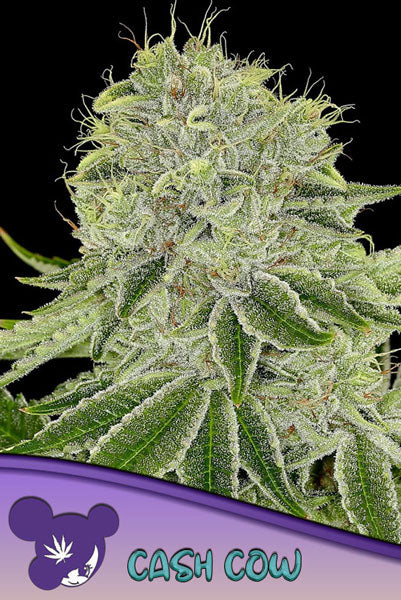 Cash Cow - Mandala Seeds Shop Anesia