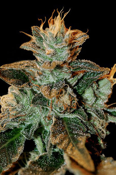 Cataract Kush - Mandala Seeds Shop DNA Genetics