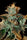 Cataract Kush - Mandala Seeds Shop DNA Genetics