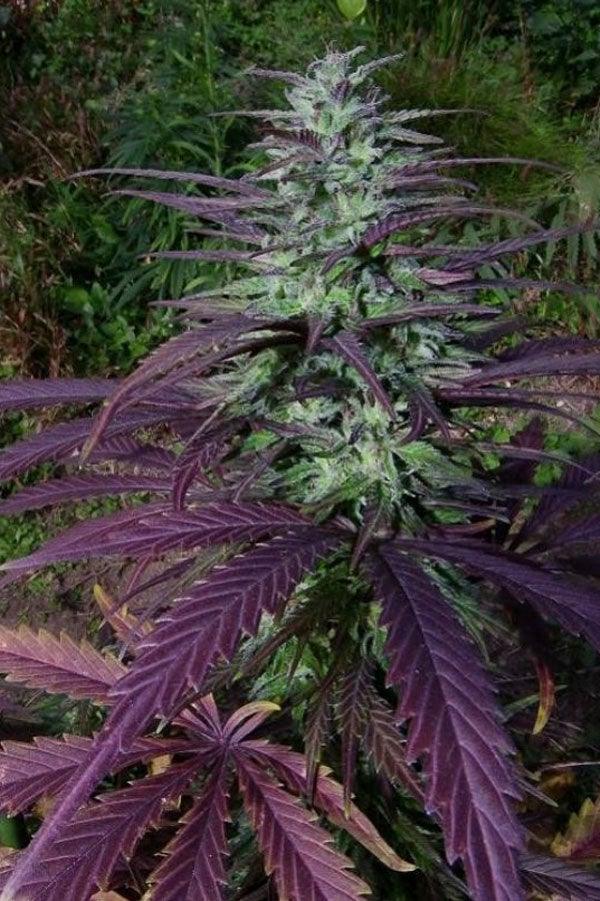 China Yunnan - Mandala Seeds Shop Ace Seeds