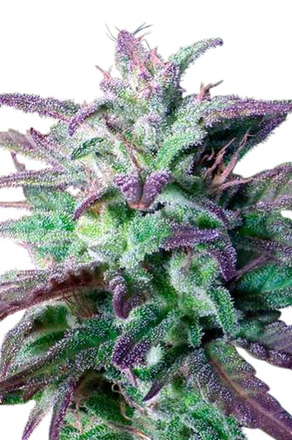 China Yunnan - Mandala Seeds Shop Ace Seeds