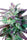 China Yunnan - Mandala Seeds Shop Ace Seeds