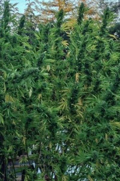 China Yunnan - Mandala Seeds Shop Ace Seeds