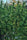 China Yunnan - Mandala Seeds Shop Ace Seeds
