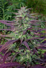 China Yunnan - Mandala Seeds Shop Ace Seeds