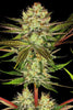 Chocolate Wafflez - Mandala Seeds Shop Paradise Seeds