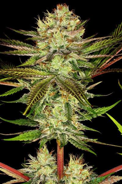 Chocolate Wafflez - Mandala Seeds Shop Paradise Seeds