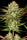 Chocolate Wafflez - Mandala Seeds Shop Paradise Seeds