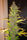 Congo - Mandala Seeds Shop Ace Seeds
