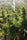 Congo - Mandala Seeds Shop Ace Seeds