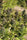 Congo - Mandala Seeds Shop Ace Seeds