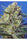 Crystal Candy F1 Fast Version - Mandala Seeds Shop Sweet Seeds
