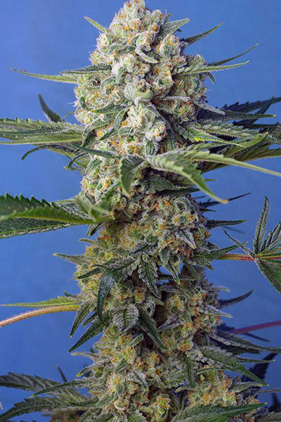 Crystal Candy F1 Fast Version - Mandala Seeds Shop Sweet Seeds