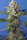 Crystal Candy F1 Fast Version - Mandala Seeds Shop Sweet Seeds
