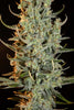 Desert Skunk - Mandala Seeds Shop Khalifa Genetics