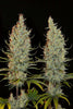 Desert Skunk - Mandala Seeds Shop Khalifa Genetics