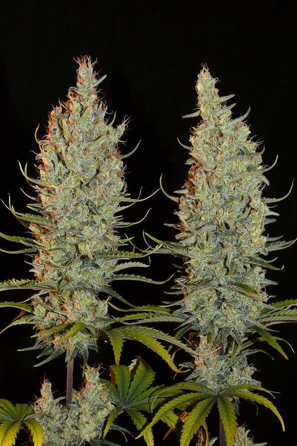 Desert Skunk - Mandala Seeds Shop Khalifa Genetics