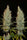 Desert Skunk - Mandala Seeds Shop Khalifa Genetics