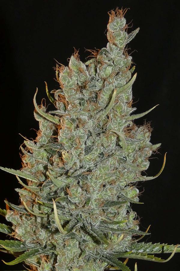 Desert Skunk - Mandala Seeds Shop Khalifa Genetics