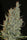 Desert Skunk - Mandala Seeds Shop Khalifa Genetics