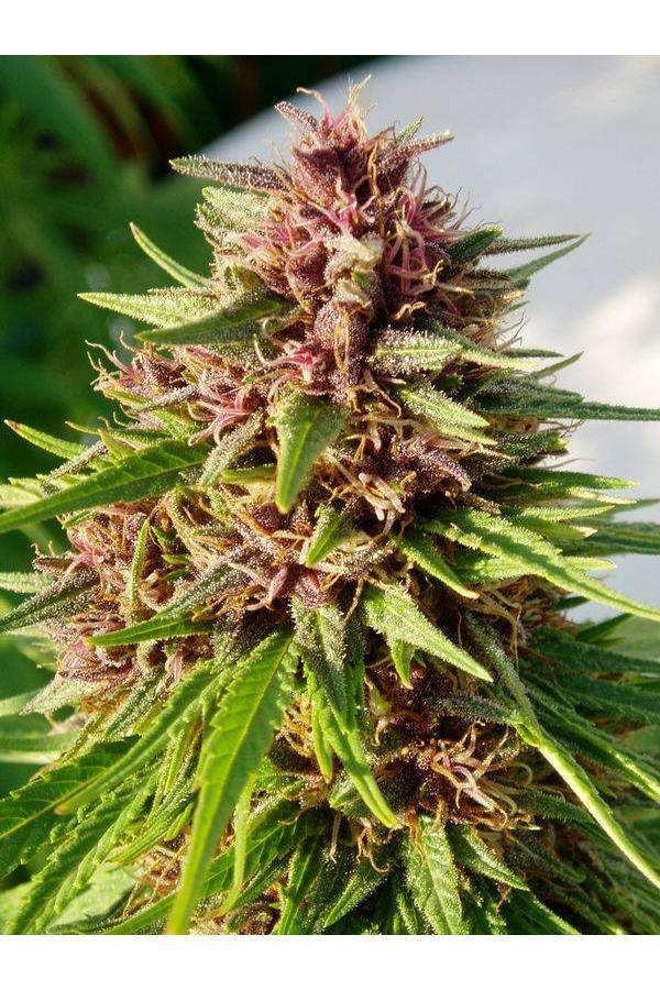 ErdPurt - Mandala Seeds Shop Ace Seeds