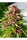 ErdPurt - Mandala Seeds Shop Ace Seeds