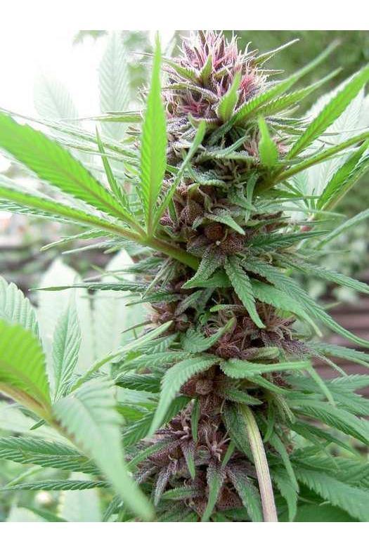 ErdPurt - Mandala Seeds Shop Ace Seeds