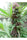 ErdPurt - Mandala Seeds Shop Ace Seeds