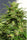 Ethiopian - Mandala Seeds Shop Ace Seeds