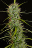 Filipino Kibungan - Mandala Seeds Shop Khalifa Genetics