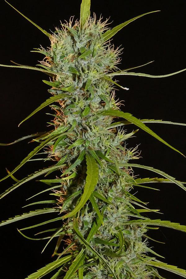 Filipino Kibungan - Mandala Seeds Shop Khalifa Genetics