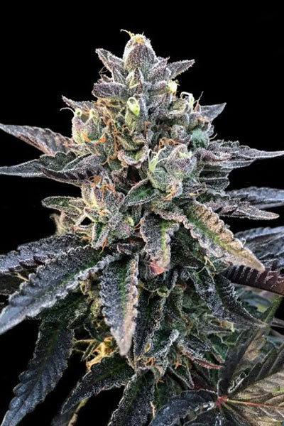 Gelato Sorbet - Mandala Seeds Shop DNA Genetics