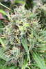 Golden Tiger 3.0 (Limited Edition) - Mandala Seeds Shop Ace Seeds