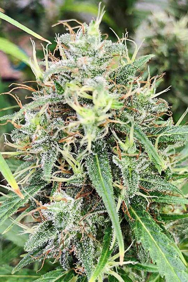 Golden Tiger 3.0 (Limited Edition) - Mandala Seeds Shop Ace Seeds