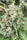 Golden Tiger 3.0 (Limited Edition) - Mandala Seeds Shop Ace Seeds