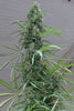 Golden Tiger - Mandala Seeds Shop Ace Seeds