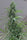 Golden Tiger - Mandala Seeds Shop Ace Seeds