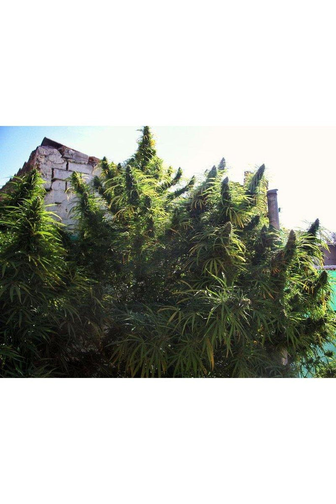 Golden Tiger - Mandala Seeds Shop Ace Seeds