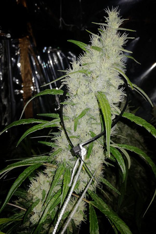 Golden Tiger x Panama (Limited Edition) - Mandala Seeds Shop Ace Seeds