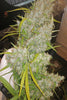 Golden Tiger x Panama (Limited Edition) - Mandala Seeds Shop Ace Seeds