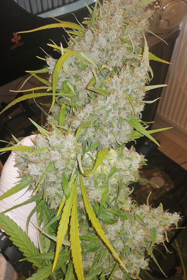 Golden Tiger x Panama (Limited Edition) - Mandala Seeds Shop Ace Seeds